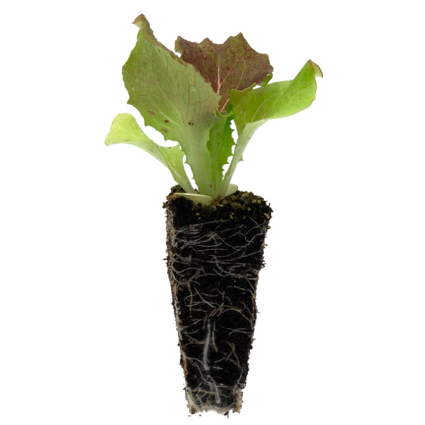 Plante Lechuga Maravilla