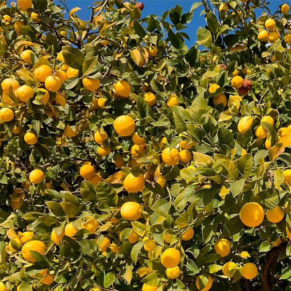 Limones 1 kg