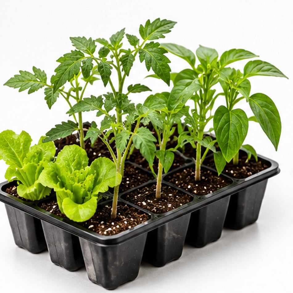 Plantel de huerta: bandeja con plantas jóvenes, sin envases