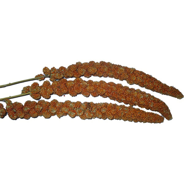 Espigas de Panizo Rojo para Pájaros (Natural, Nutritivo y Antiestrés)