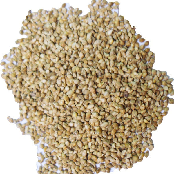 Semilla de Mijo Japonés para Pájaros 1 kg (Granel) – Semilla Premium Digestiva y Nutritiva – Ideal para Canarios, Jilgueros, Diamantes y Aves Exóticas – Alta Energía y Fácil Digestión