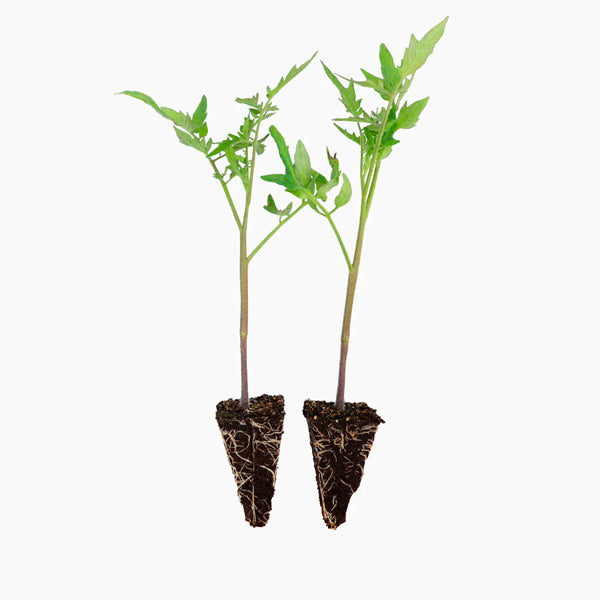 Planta Tomate Cherry Rojo Redondo Sassolyno | Planta de Tomatera Productiva para Huerto - Tujilguero