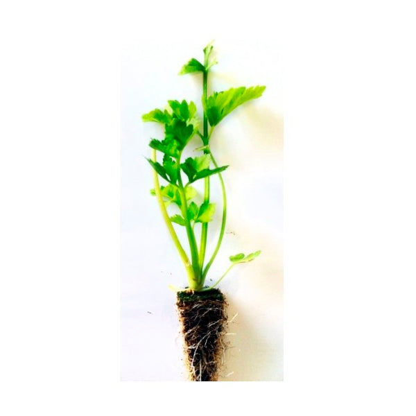 Plante Apio