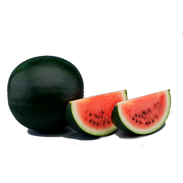 Plante Sandia Injertada