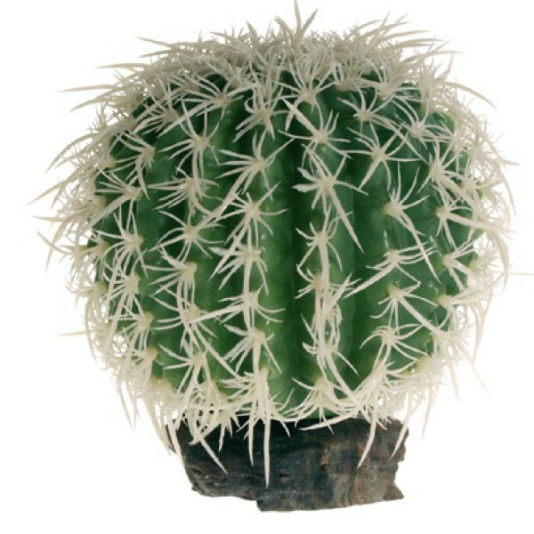 Hobby Cactus Sierra Nevada