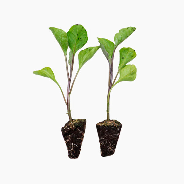 Plante Berenjena Larga