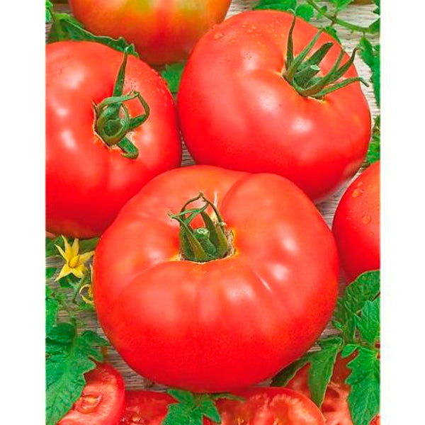 Plante Tomatera Montecarlo