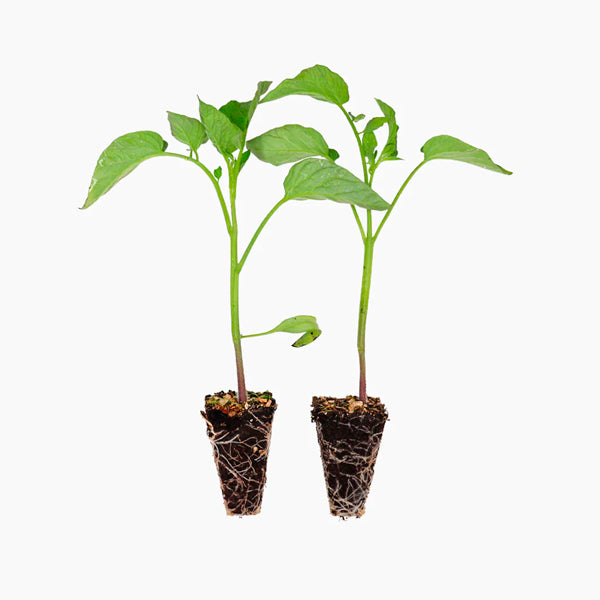 Plante Pimiento Lamuyo Asar