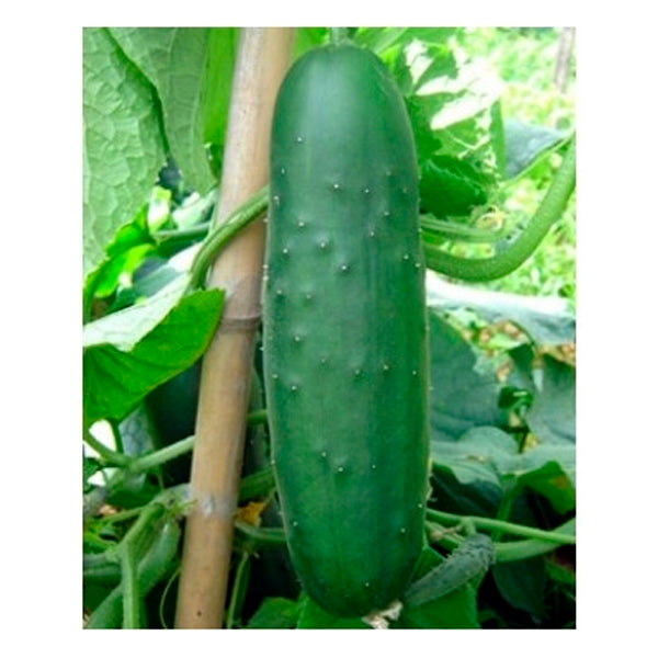 Plante Pepino Bellpuig
