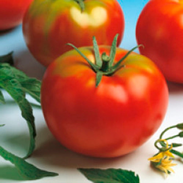 Plante Tomatera Bodar