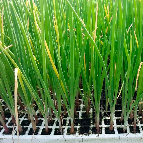Plante Cebolla Mississippi