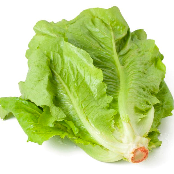 Plante Lechuga Romana