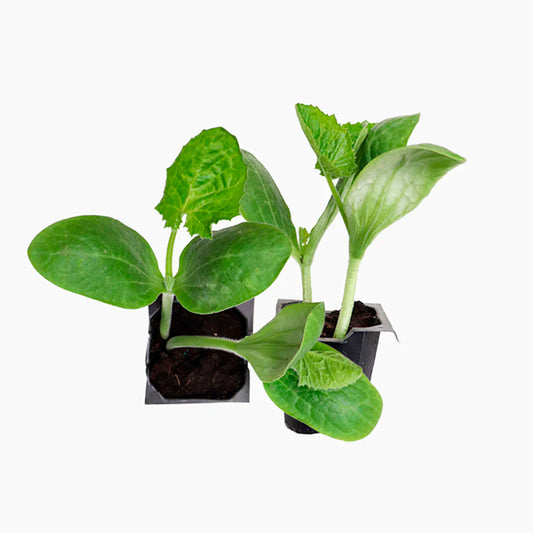 Plante Calabacín Verde
