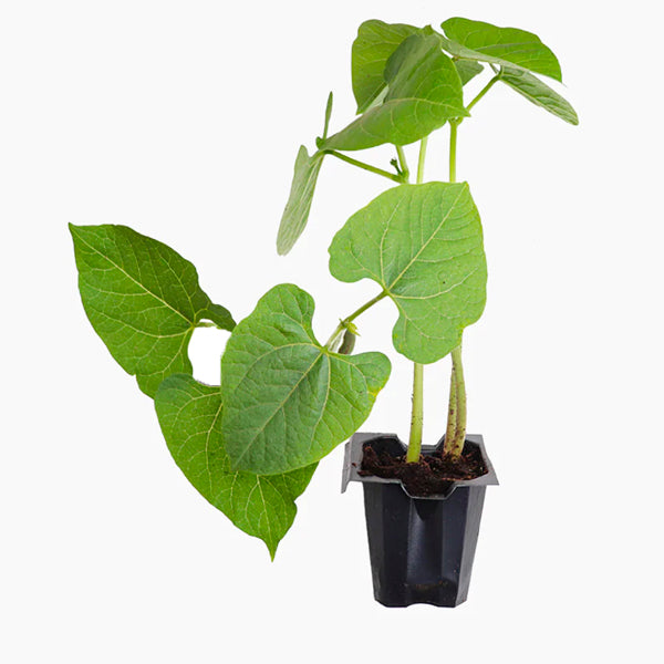 Plante Judía Perona