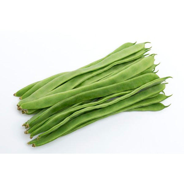 Plante Judía Perona